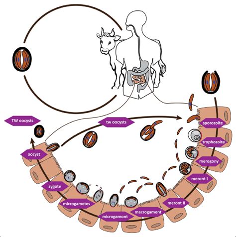 Life Cycle Of C Parvum Sporulated Oocysts Are Released With The