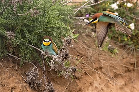 European Bee-eaters in Spain | Focusing on Wildlife