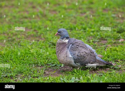 Woodpigeon Columba Palumbus Adult On The Ground With Feather Fluffed