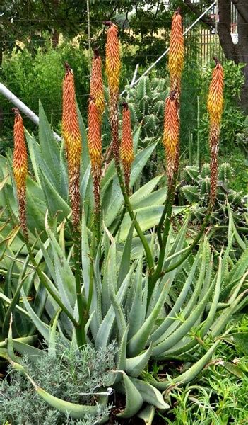 Aloe Gerstneri 12cm Cnd Nursery