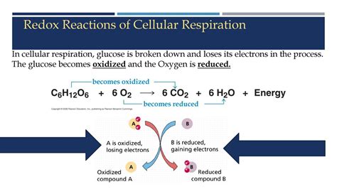 Redox Reaction Cellular Respiration