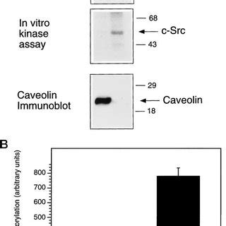 Effects Of Caveolin Peptides On The Auto Activation Of C Src Tyrosine