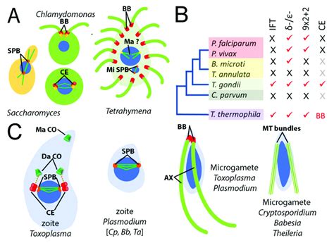 Organization Of Spindle Poles Centrioles Basal Bodies And Flagella