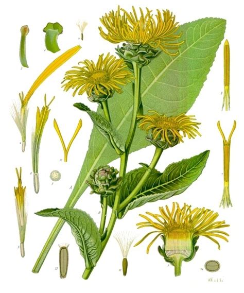 Sustaining the Spirit : Elecampane Plant Profile — Worts + Cunning Apothecary | Intersectional ...