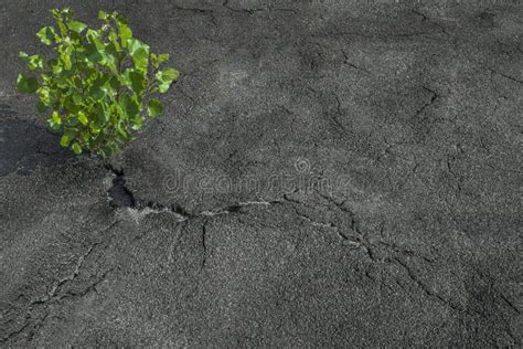 La Planta Verde Crece De La Grieta En Asfalto Poder De La Vida Foto De