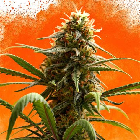 7 Best Orange Strains Sensi Seeds