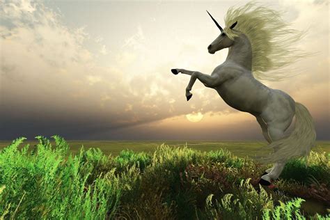 Real Unicorn Wallpapers Top Free Real Unicorn Backgrounds