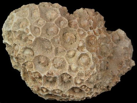 3.5" Fossil Coral (Lithostrotionella) Head - Iowa For Sale (#45061 ...