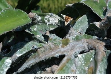 Dragon Fruit Diseases Dragon Dry Stem Stock Photo Shutterstock