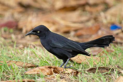 Greater Antillean Grackle Quiscalus Niger These Birds Ar Flickr