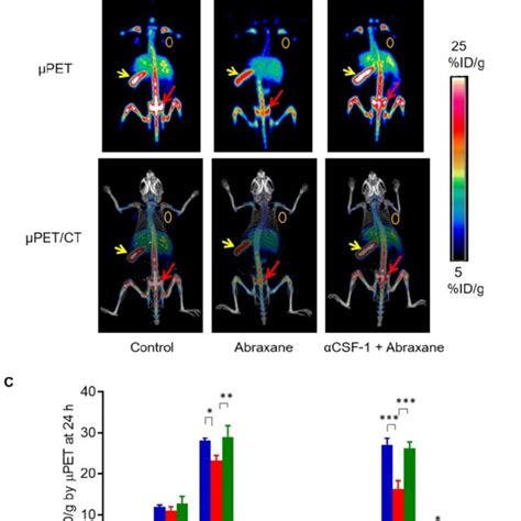 Cu Cd B Pet Ct Of Mda Mb Tumor Bearing Nude Mice Treated With