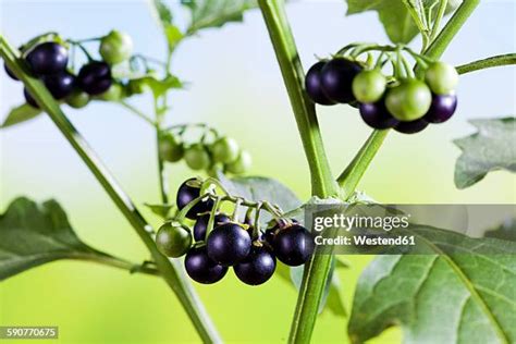 black nightshade   premium high res pictures getty images
