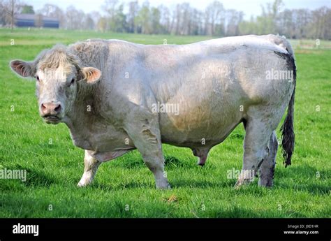 bull, bovine, cattle, breeding bull, male, masculine, bull, agriculture Stock Photo - Alamy