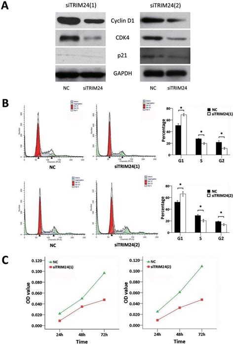 4 A Western Blotting Analysis Of The Cell Cycle Related Proteins Download Scientific Diagram