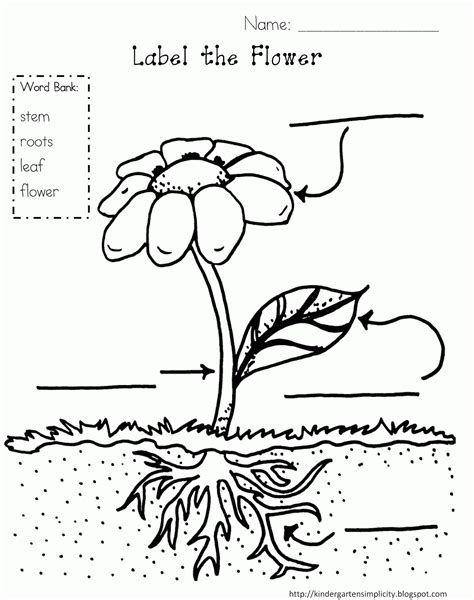 Parts Of A Plant Coloring Page Coloring Home