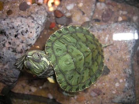 Alimentation D Une Tortue D Eau Tout Savoir