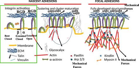 Different States Of Integrin Activation Clustering And Focal Adhesion