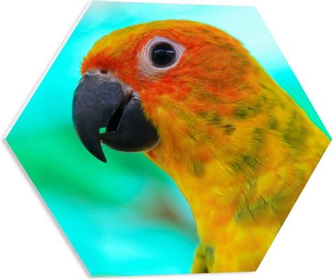 Pvc Schuimplaat Hexagon Zijaanzicht Van Kop Van Oranje Met Gele Conure Papegaai Bol