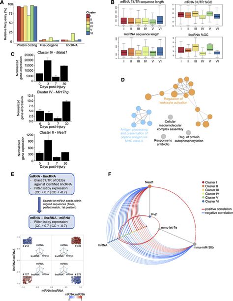 Analysis Of LincRNAs In Cardiac M4s A Relative Frequency Of