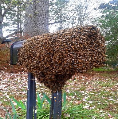 Techniques For Humanely Eliminating Bees Danijela Martinovic Bee