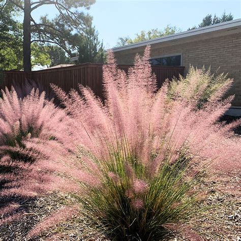 Pink Flamingo Muhly Grass For Sale Online The Tree Center