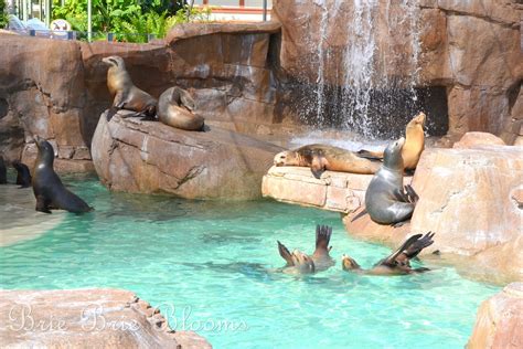 Feeding the Sea Lions at SeaWorld® San Diego - Brie Brie Blooms