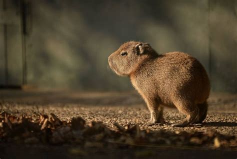 Baby Capybara in Chester zoo | Baby animals, Chester zoo, Capybara