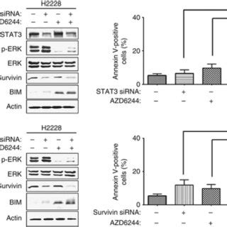 Effects Of ALK Inhibitors On Cell Proliferation In Lung Cancer Cell