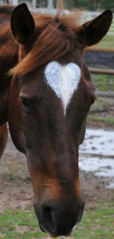 Wow 2 Of My Favs Heart Shaped Markings On A Horse Love