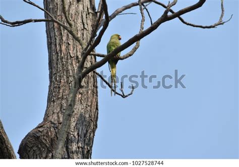 Parrot Sitting On Naked Tree Stock Photo 1027528744 Shutterstock