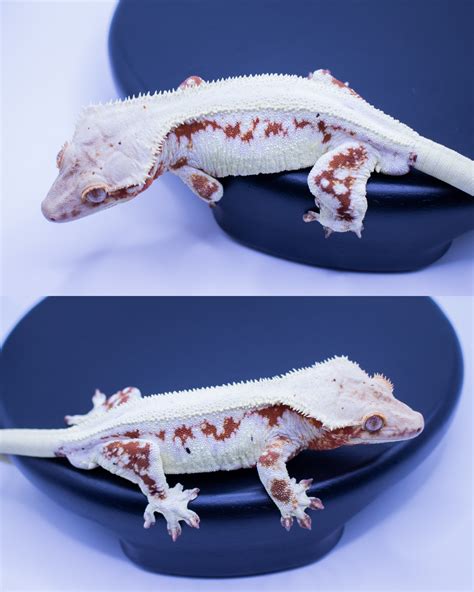 Red Lilly White Crested Gecko By Wraith Reptiles Inc Morphmarket