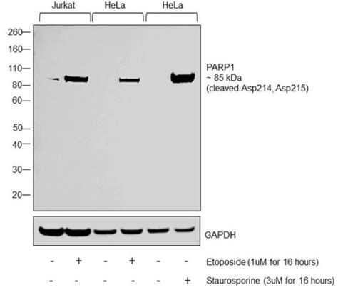 Anti Cleaved Parp1 Antibody Ab4830 Abcam