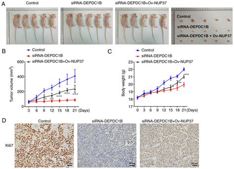 Depdc B Silencing Inhibits The Growth Of Crc In Vivo Through Nup A