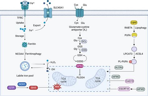 Core Mechanism Of Ferroptosis Ferroptosis Is Evoked By A Redox