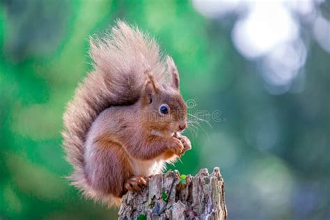 Eichhörnchen Das Im Englischen Wald Sitzt Stockbild Bild Von Auge