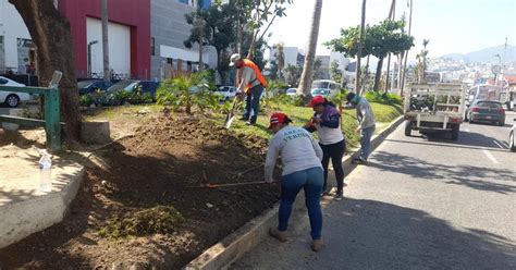 Gobierno De Acapulco Intensifica Trabajos De Limpieza Y Reforestaci N