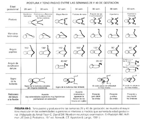 Apuntes Pediatría Evaluación neurológica madurativa y del comportamiento