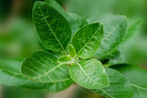 Ashwagandha Wirkung Der Ayurvedischen Heilpflanze