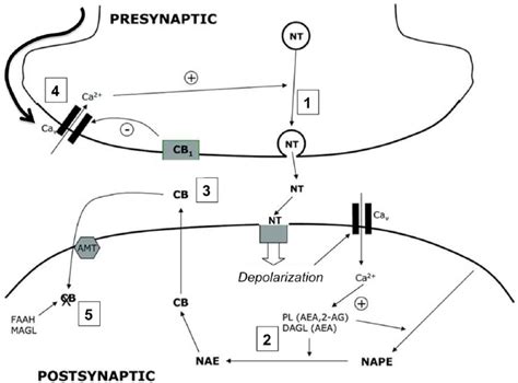 Cannabinoids As Mediators Of Neuronal Retrograde Signaling The