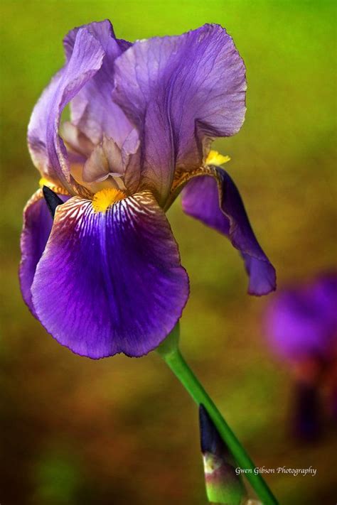 Purple Iris Flower Bearded Iris Print Iris Flower Print Etsy Iris Flowers Flowers