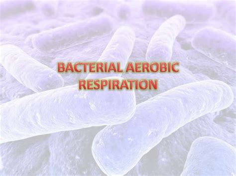 Bacterial Aerobic Respiration Ppt