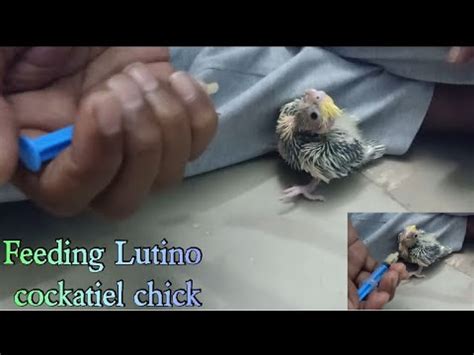 How To Feed Pied Cockatiel Chick Hand Feeding Cockatiel Lutino Pied