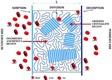 Schematic Representation Of The General Mechanism Of The Permeation Of