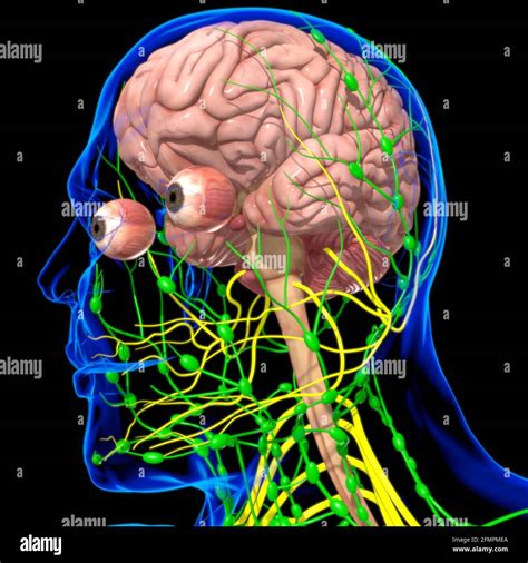 Human Brain Anatomy For Medical Concept 3D Illustration Stock Photo Alamy