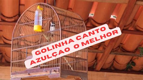 o melhor golinha canto de azulão do nordeste canto do golinha canto de