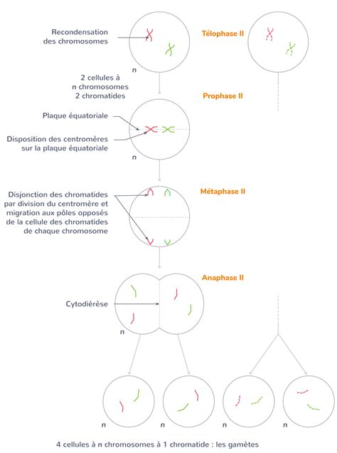 Sch Matiser Les Tapes De La M Iose Ii Tle Exercice De