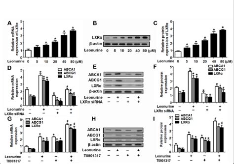 Lxrα Is Involved In The Up Regulation Of Abca1 And Abcg1 Induced By Download Scientific Diagram