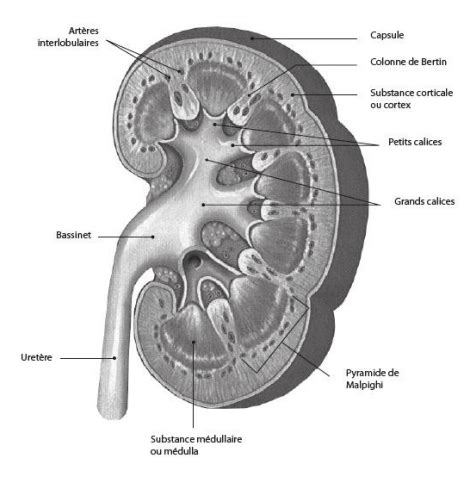 UE 2 2 S1 Anatomie et physiologie rénale Cartes Quizlet