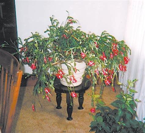 100 Year Old Christmas Cactus Moved To Cch Local