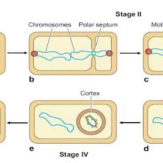 Morphological Events During Spore Formation Kroos Annu Rev